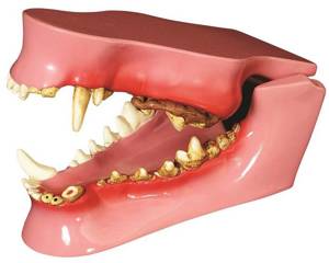 Canine Jaw Anatomy Model Canine Jaw Anatomy Model