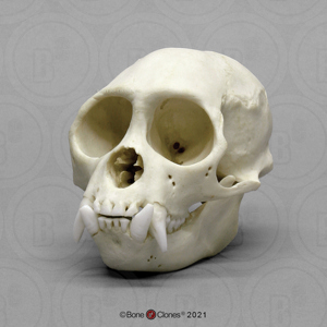 Weeping Capuchin Skull Weeping Capuchin Skull
