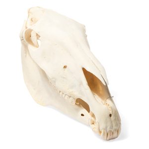 Horse Skull (Equus Ferus Caballus)