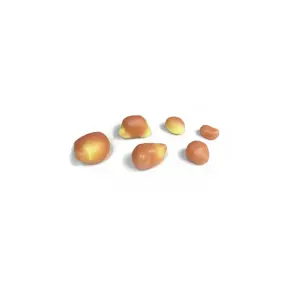 Smart Repro Cow Ovaries Set