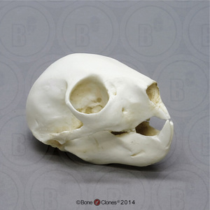 slow loris skull