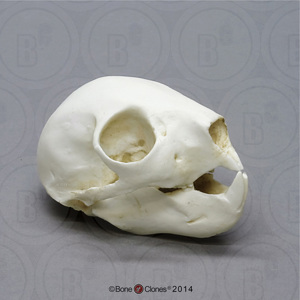 Aye Aye Skull, Sub Adult