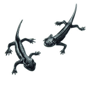 Alpine Salamander, 2 Young Specimens