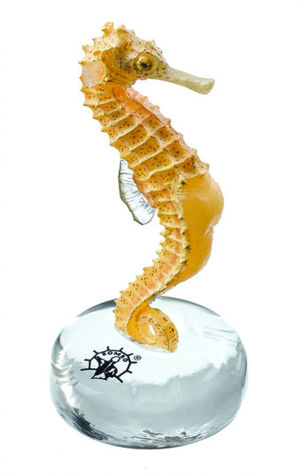 Sea Horse Sea Horse