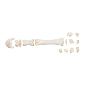 Horse Metacarpal Bones