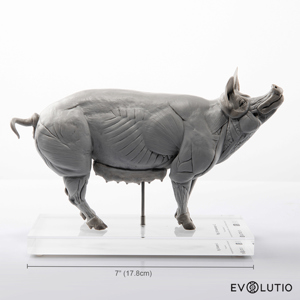 Pig Anatomical Figure 1 8 Scale