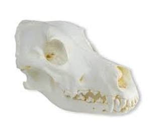 Real Domestic Dog Skeleton by Skulls Unlimited