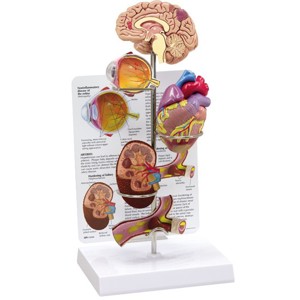 Hypertension Set By GPI Anatomicals Hypertension Set By GPI Anatomicals