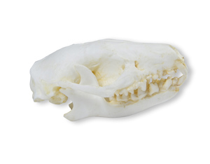 Skull Hedgehog (Erinaceus Europaeus) Skull Hedgehog (Erinaceus Europaeus)