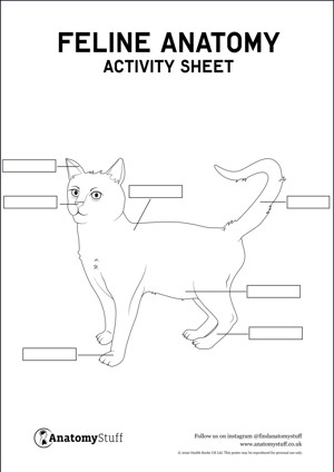 Feline Anatomy Activity Sheet PDF