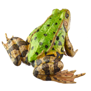 POOL FROG WITH DORSAL STRIPE, FEMALE