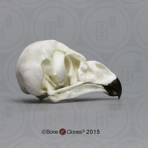 Short Eared Owl Skull