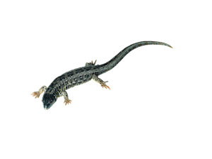 Sand Lizard, Female Sand Lizard, Female