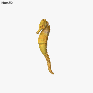 Seahorse 3D Model