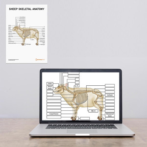 Sheep Skeletal Anatomy Poster : Worksheet (Interactive & Printable PDF)