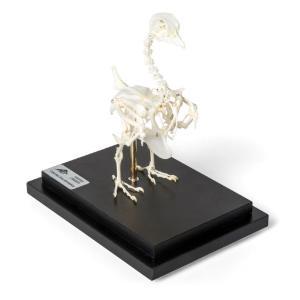 Pigeon Skeleton Pigeon Skeleton