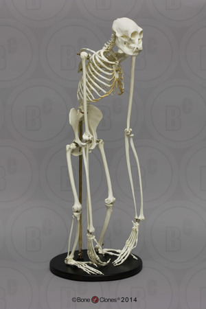 Siamang Skeleton, Articulated