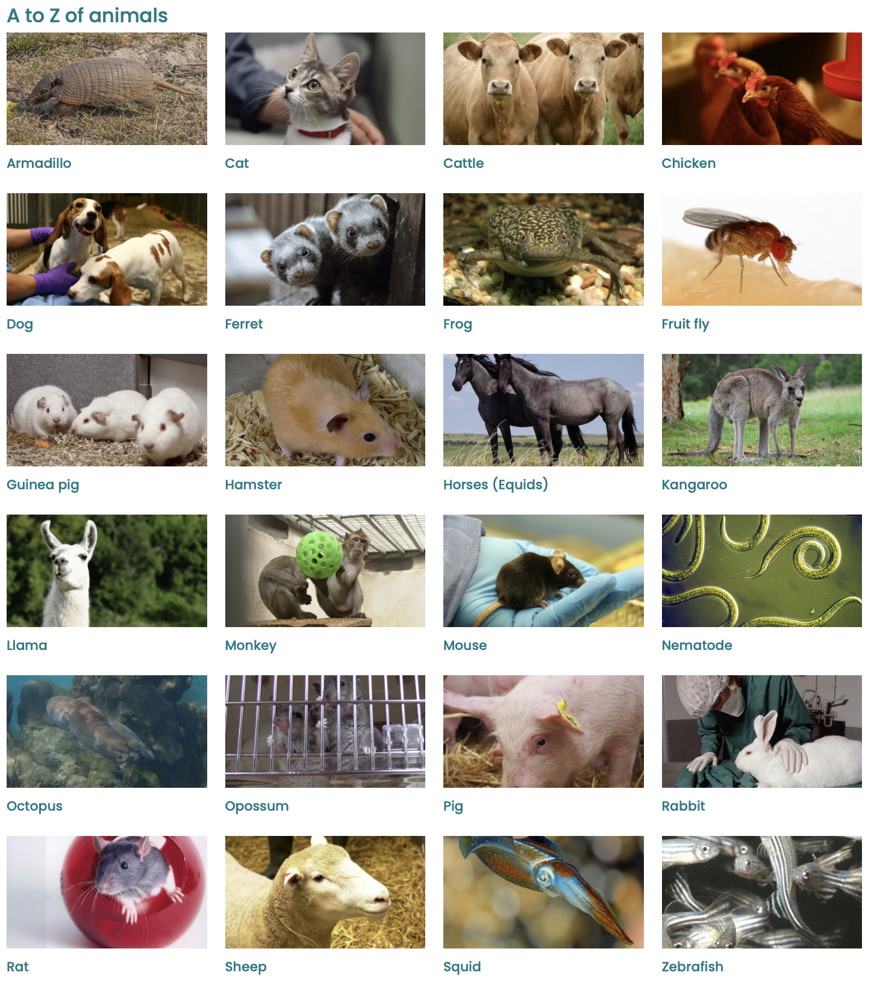 A Zanimals A Zanimals