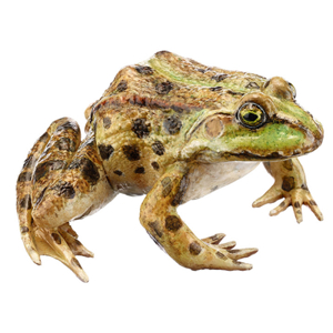 Marsh Frog