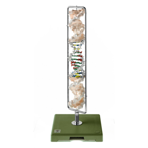 DNA Double Helix (Type B DNA) DNA Double Helix (Type B DNA)