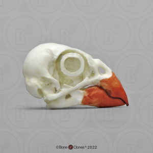 Northern Cardinal Skull