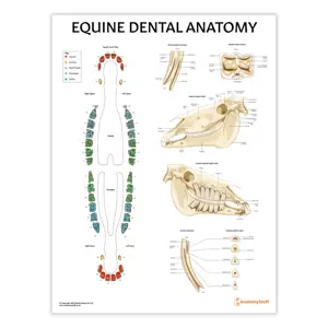 Equine Dental Map Chart : Poster