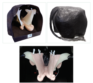 Bovine Theriogenology Model Bovine Theriogenology Model