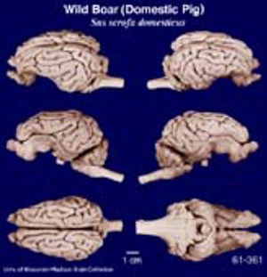 Brain Biodiversity Bank Atlases Wild Boar, Domestic Pig Brain Biodiversity Bank Atlases Wild Boar, Domestic Pig