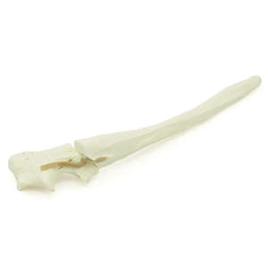 Canine Ulna With Comminuted Olecranon Fracture