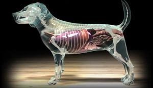 The Glass Dog The Glass Dog