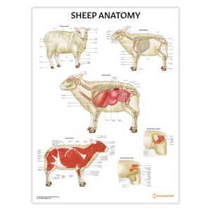 Sheep Anatomy Chart : Poster