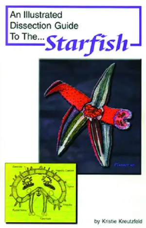 An Illustrated Dissection Guide To The Starfish
