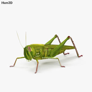 Grasshopper 3D Model