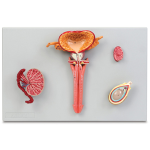 Altay Human Male Reproductive System Model Set Altay Human Male Reproductive System Model Set