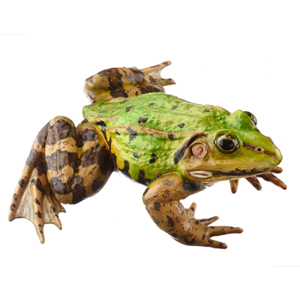 Pool Frog With Dorsal Stripe, Male