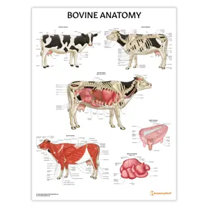 Bovine Anatomy Chart : Poster