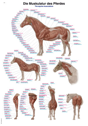 The Muscles Of The Horse