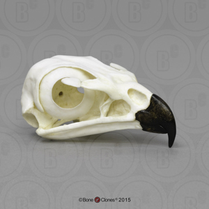 Red Tailed Hawk Skull