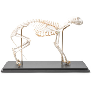 Cat Skeleton (Felis Catus), Flexibly Mounted, Specimen Cat Skeleton (Felis Catus), Flexibly Mounted, Specimen