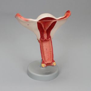 Altay® Human Female Reproductive System Model