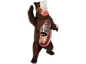 4D Vision Animal Bear 4D Vision Animal Bear