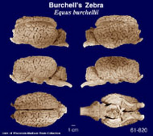 Brain Biodiversity Bank Atlases Burchell's Zebra Brain Biodiversity Bank Atlases Burchell's Zebra