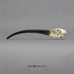 Scarlet Ibis Skull