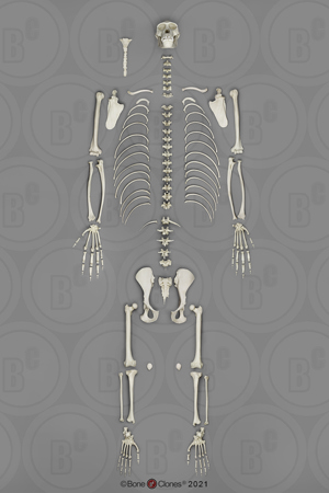 Bonobo Skeleton, Disarticulated