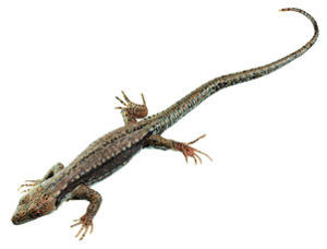 Common Wall Lizard, Female Common Wall Lizard, Female