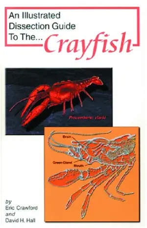 An Illustrated Dissection Guide To The Crayfish