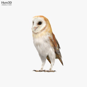Barn Owl 3D Model