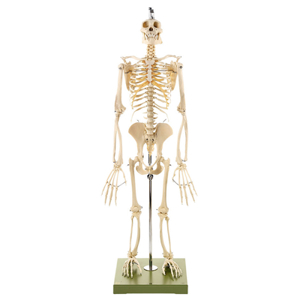 Upright Skeleton Of A Chimpanzee