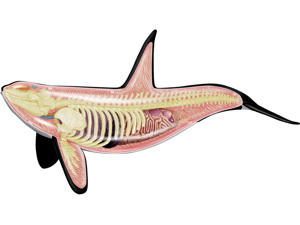 4D Vision Animal Orca 4D Vision Animal Orca