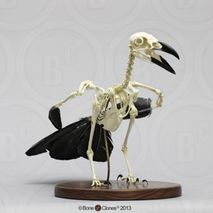 Raven Skeleton, Articulated Standing